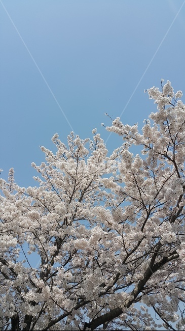 벚꽃,봄,하늘,cherryblossom,sky,spring,감성,봄꽃,bluesky,팝콘,힐링,자연,nature,tree,flower,white,weather,날씨,봄이왔어요,봄날씨,벚꽃엔딩,벚꽃송이,감성사진,자연사진,배경이미지,프로필사진,봄,계절,spring,season,식물,자연,plants,nature,꽃,flower,plant,blossom,cherry blossom