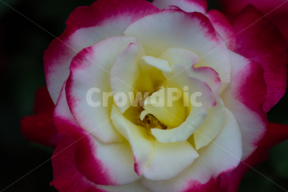 장미,꽃,접사,장미접사,식물,자연,nature,flower