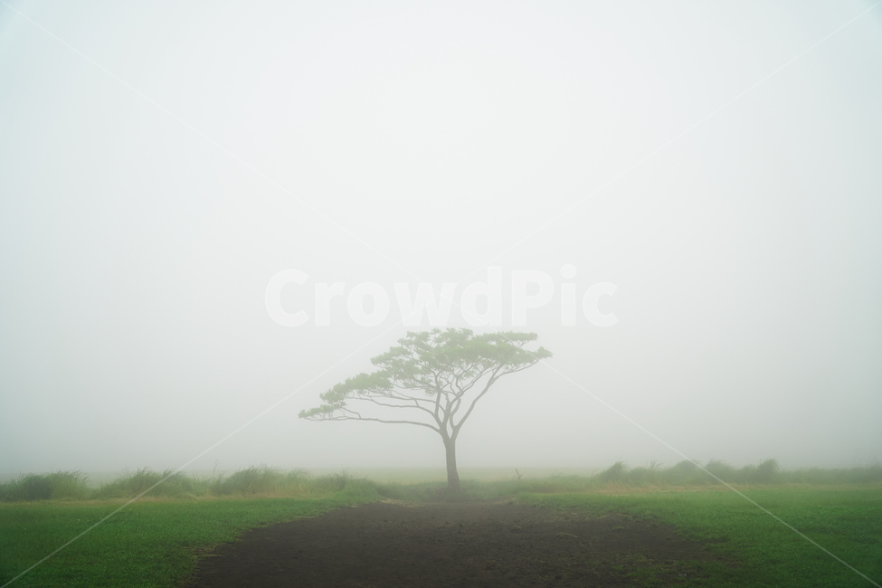 제주,나홀로나무,풍경,안개,몽환적,봄,여름,오름,새별오름,자연,풍경,nature,landscape,식물,plants,나무,trees,wood,weather,날씨,outdoors,옥외