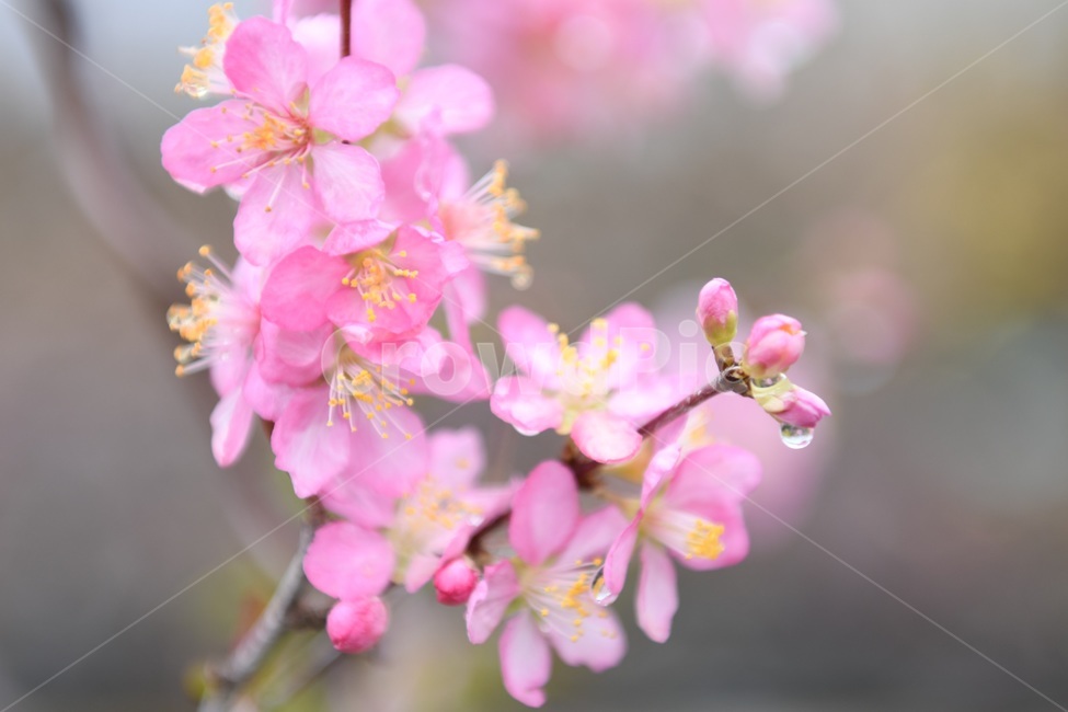 식물,꽃,감성사진,자연,flower,꽃사진,봄,봄꽃,계절,빗방울,비,감성,4월,spring,힐링,자연풍경,풍경,봄,계절,spring,season,식물,자연,plants,nature,꽃,flower,plant