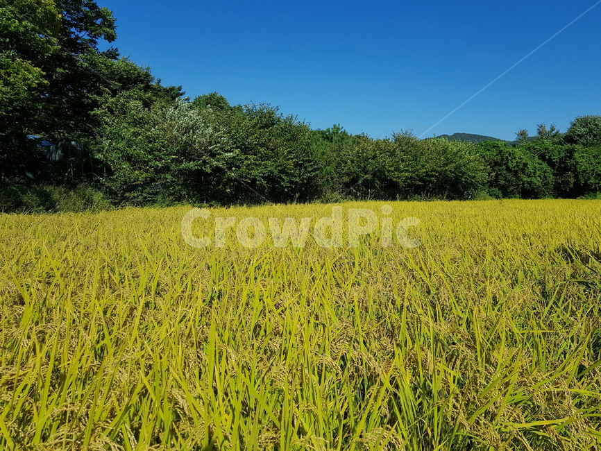 벼,햅쌀,수확,가을,농촌,자연,풍경,nature,landscape,outdoors,옥외,grassland,목초지,field,들,meadow,rural,farm,농장
