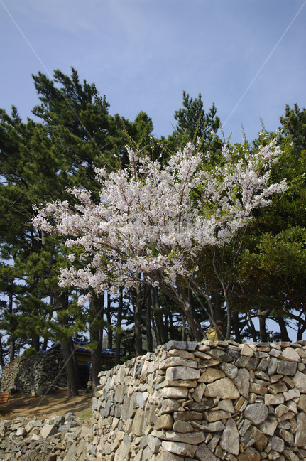 벚꽃,나무,꽃,flower,계절,봄,spring,자연,풍경,nature,landscape,plant,식물