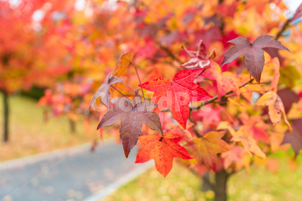 leaf,잎,plant,식물,maple,단풍,가을,autumn,fall,가을,계절,fall,autumn,season,tree,나무