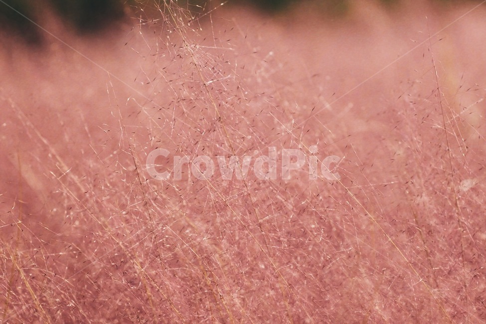핑크뮬리,식물,꽃,자연,flower,nature,plant,가을,계절,fall,autumn,season,식물,자연,plants,nature