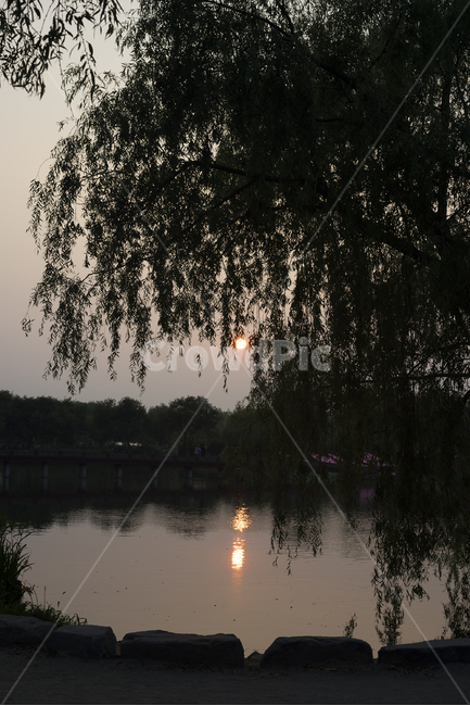 연못,노을,해질녘,역광,호수,자연,풍경,nature,landscape,water,물,outdoors,옥외,land,땅