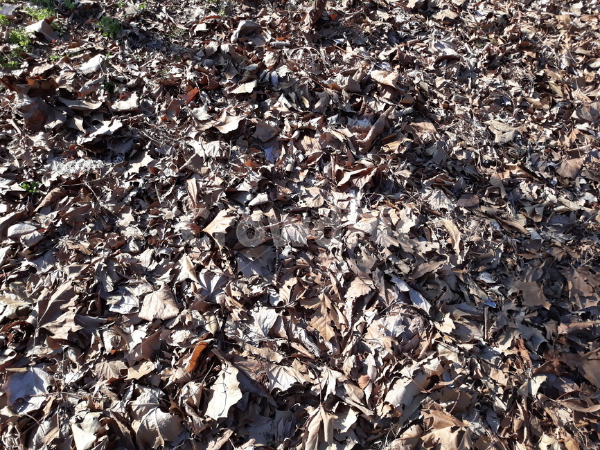 낙엽,바닥,ground,나뭇잎,가을,겨울