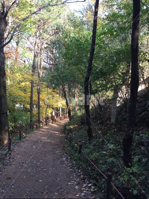tree,나무,식물,지연,길,자연,풍경,nature,landscape