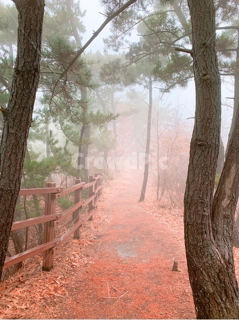 산책로,풍경,안개자욱,은은한풍경,숲,나무