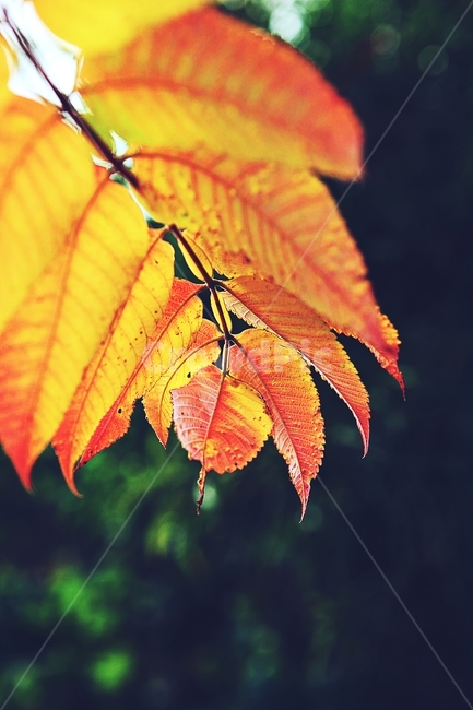 단풍,낙엽,가을,잎,식물,자연,계절,감성,색,색상,나무,공원,가을,계절,fall,autumn,season,veins,정맥,leaf,plant