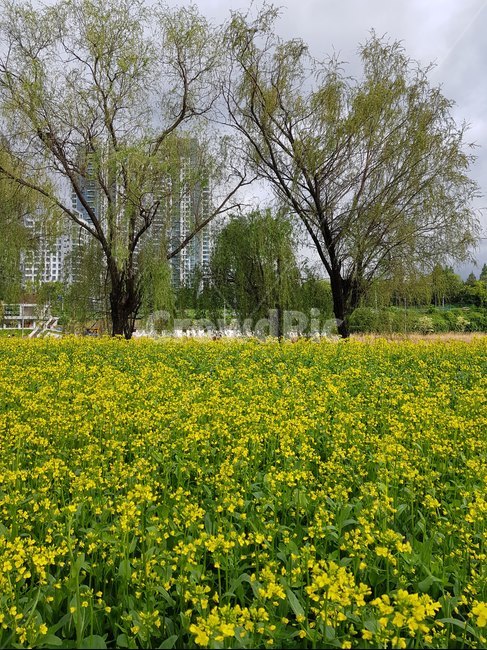 유채꽃,꽃,한강,풀,5월,봄,도시,공원,반포,한강공원,봄,계절,spring,season,자연,풍경,nature,landscape,한국자연풍경,한국자연경관,korea nature landscape,도시,city,한국도시풍경,한국도시경관,korea cityscape,grassland,목초지,outdoors,옥외,field,들,farm,농장,countryside,한 지방,rural,농촌,meadow
