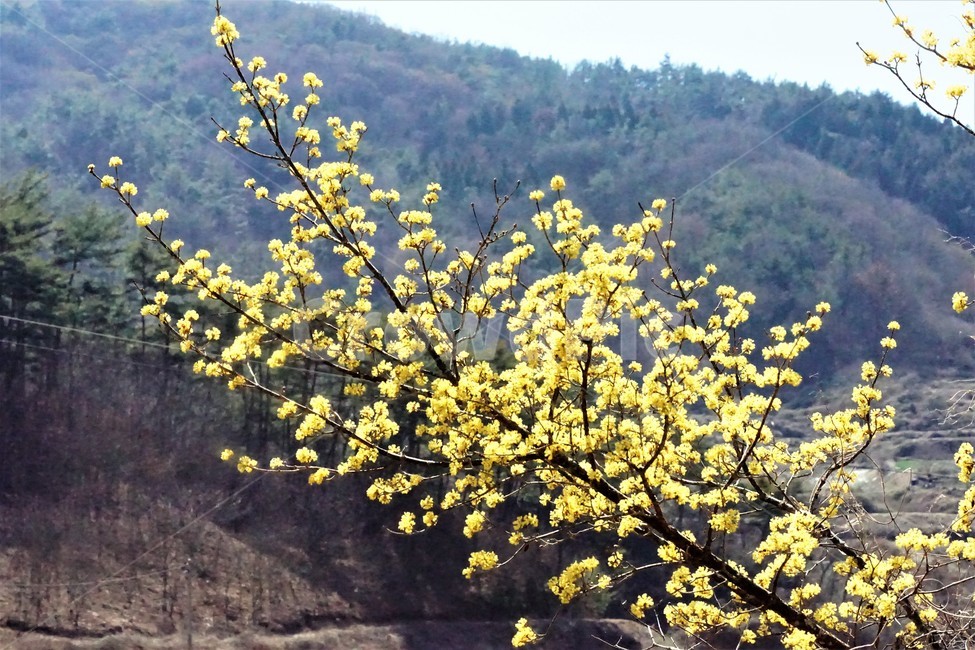 봄,산수유,꽃,노란색,나무,식물,자연,계절,yellow,nature,season,flower,beauty,tree,봄,계절,spring,season,식물,자연,plants,nature,꽃,flower,plant,blossom