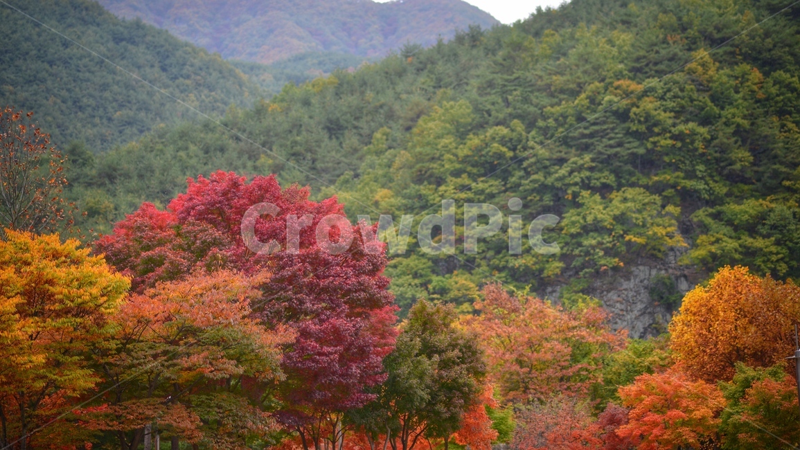 가을,단풍,빨강,나무,자연,가을,계절,fall,autumn,season,tree,plant,식물,nature,outdoors,옥외