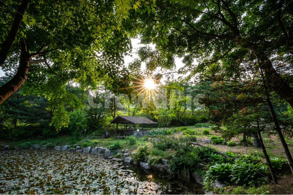 햇살,나무,숲,forest,호수,식물,자연,풍경,nature,landscape,한국자연풍경,한국자연경관,korea nature landscape,flare,플레어,light,빛,vegetation,초목,plant,outdoors,옥외,water,물,land,땅