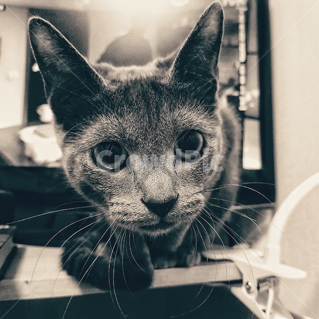 러시안블루,고양이,동물,반려동물,산책,동물,animal,포유류,mammal,고양이,cat,kitten,kitty,흑백,모노톤,monochrome,black and white