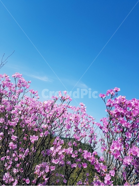 진달래,봄,풍경,꽃,핑크,분홍,봄,계절,spring,season,자연,풍경,nature,landscape,식물,plants,꽃,flower,plant