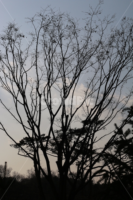 나뭇가지,역광,하늘,실루엣,silhouette,tree,나무,plant,식물