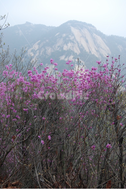 수락산,치마바위,남양주,철쭉,꽃,자연의위대함,등산로,능선,아름다움,신비스런산,돌,산행,힐링,자연,감성,등산,계절,여행,한국,한국명산,한국등산,풍경,눈,나무,하늘,바람,바람소리,환경,생태계,산,땅,자연,풍경,nature,landscape,한국자연풍경,한국자연경관,korea nature landscape,plant,식물