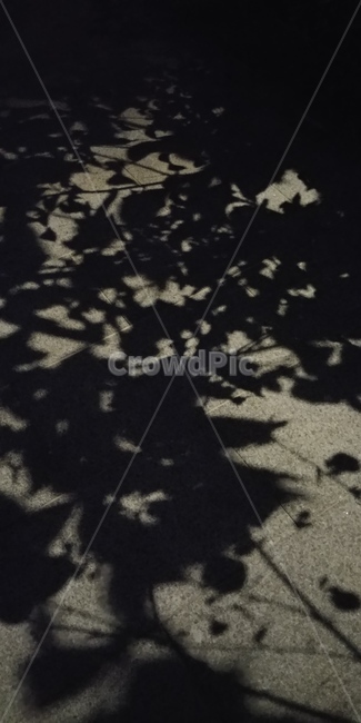 그림자,식물,저녁,밤,어두운,분위기,shadow,night