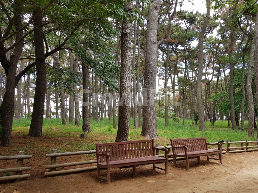 나무,밴치,산책로,소나무,공원