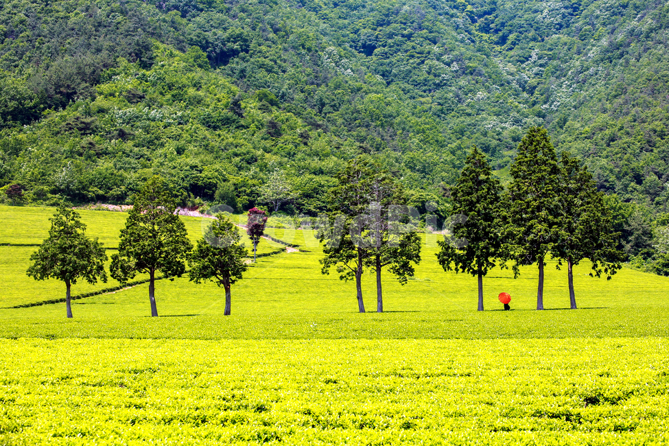 녹차밭,자연,식물,초록,연초록,빨간우산,나무,녹차밭풍경,자연,풍경,nature,landscape,한국자연풍경,한국자연경관,korea nature landscape,색깔,색상,색채,색감,color sense,color sensitivity,feeling of color,outdoors,옥외,field,들,grassland,목초지,farm,농장,rural,농촌