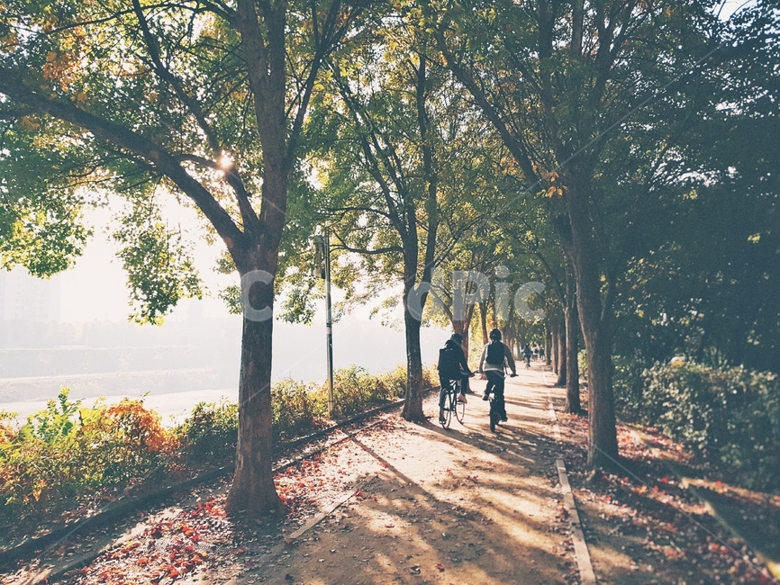 햇살,나무,가을,낙엽,자전거,등교길,등굣길,자연,풍경,nature,landscape,사람들,대중,군중,other people,crowd,건강,헬스웨어,헬스케어,healthware,health care,tree,plant,식물,tree trunk,나무 줄기