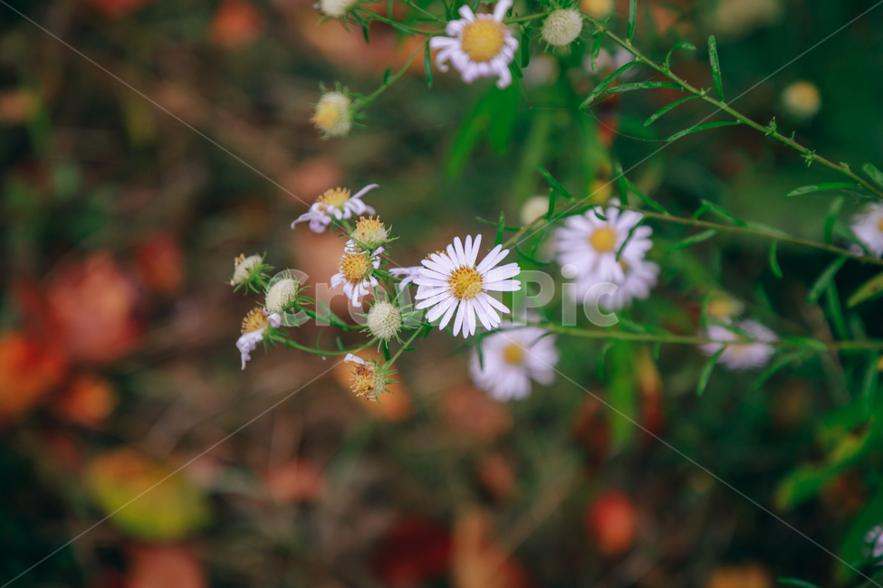 꽃,아름다운,식물,아침이슬,이슬,물방울,풀잎,자연,흰꽃,식물,자연,plants,nature,꽃,flower