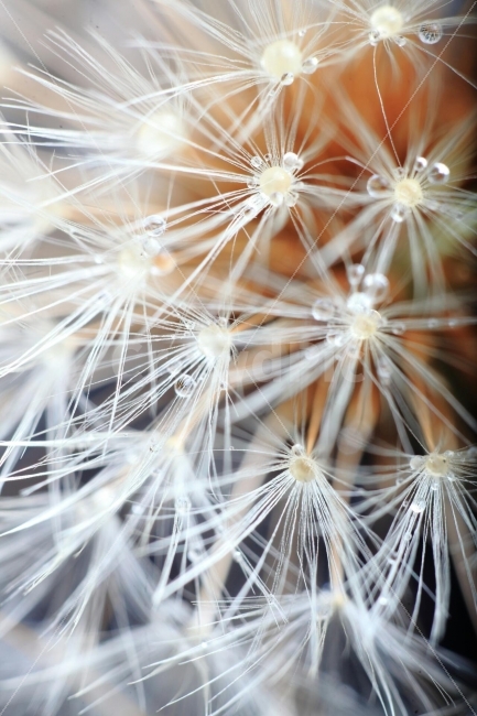 민들레,dandelion,macro,꽃,접사,가을풍경,찬란한,꽃밭,야생화,식물,자연,plants,nature,꽃,flower