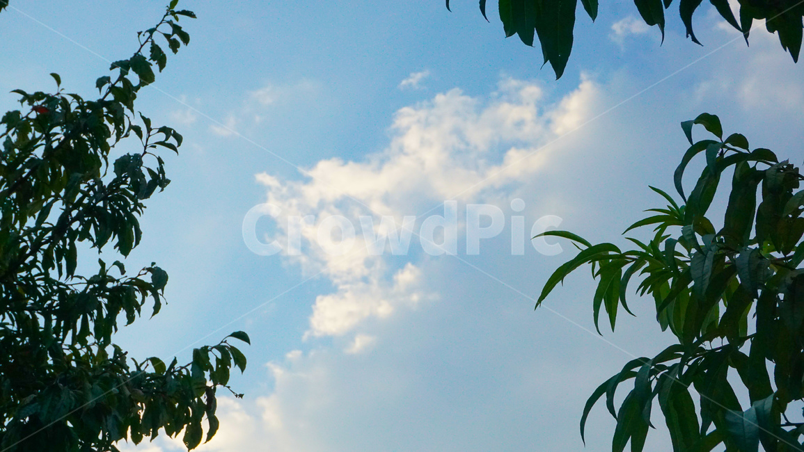 나무,잎,하늘,분위기,tree,leaves,sky,mood,plant,자연,풍경,nature,landscape,식물