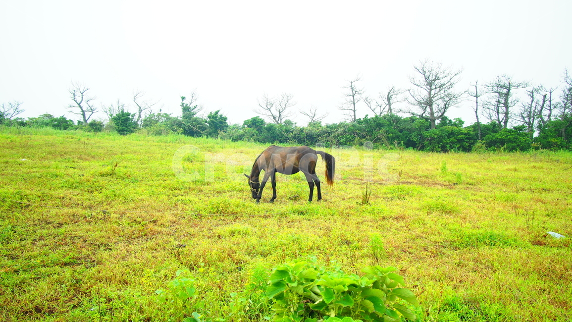 말,초원,동물,풀,horse,grass,animal