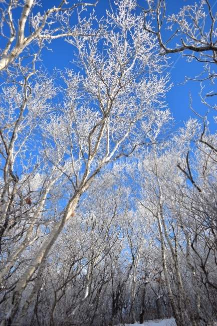 태백산,설경,상고대,눈꽃,풍경,겨울,겨울왕국,서리꽃,눈,천제단,자연,스포츠,등산,산행,nature,snow,설국,겨울풍경,느낌,아름다운,신비로운,경이로운,다큐,필,디자인,힐링,명산,국립공원,순백,landscape,winter,season,영산,겨울,계절,winter,season,자연,풍경,nature,landscape,식물,plants,나무,trees,wood,outdoors,옥외
