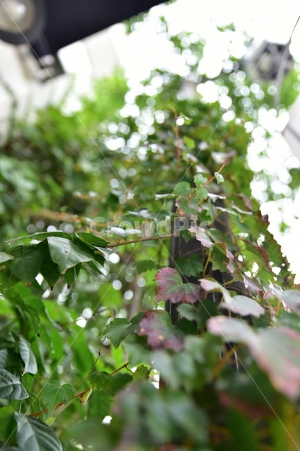 넝쿨,담쟁이,초록,나뭇잎,자연,식물,자연,plants,nature
