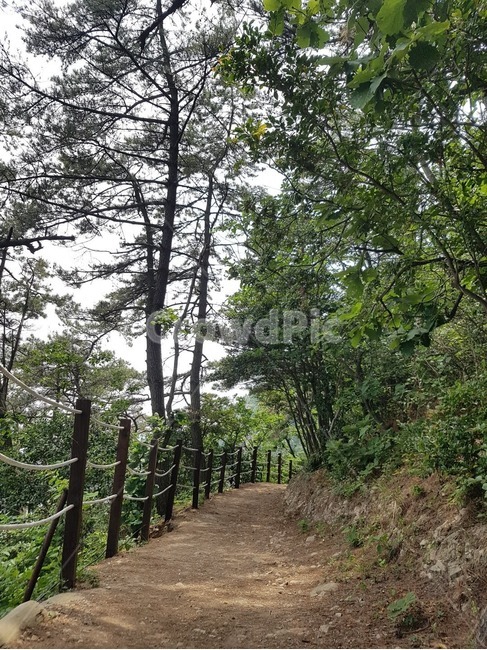부산,송림공원,산책,숲,나무,busan,park,walking,forest,tree