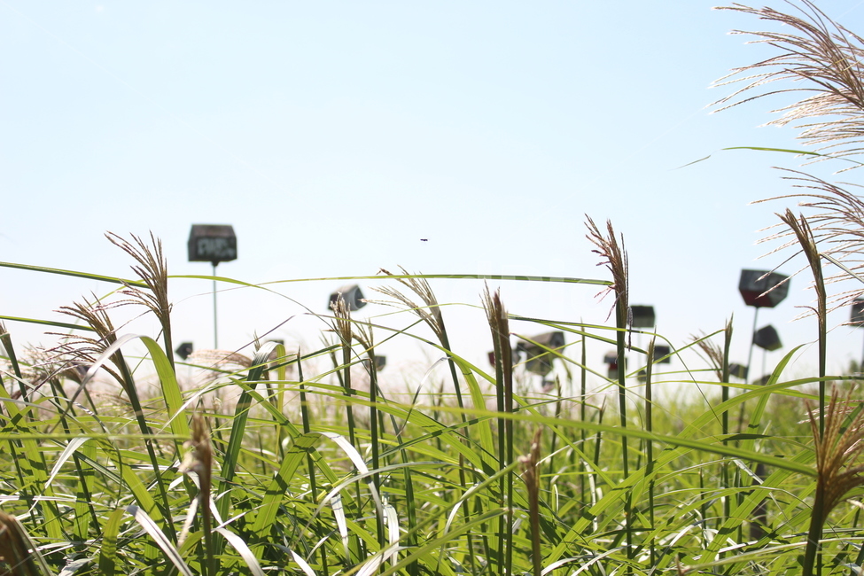 억새,갈대,자연,억새밭,갈대밭,식물,자연,plants,nature
