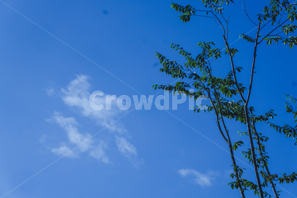 blue,cloud,파랑,구름,tree,나뮤,green,nature,자연,sky,하늘,푸른하늘,azuresky,나무,trees,wood