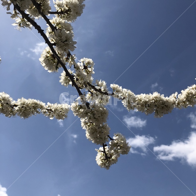 꽃,맑음,봄,살구꽃,하늘,식물,자연,plants,nature,꽃,flower