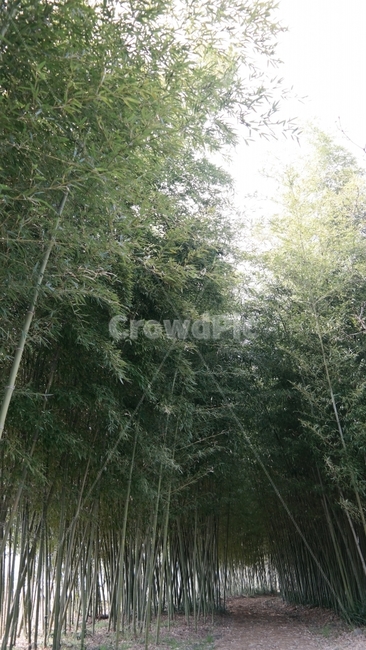 자연,산책,대나무,나무,숲,자연,풍경,nature,landscape,plant,식물,tree