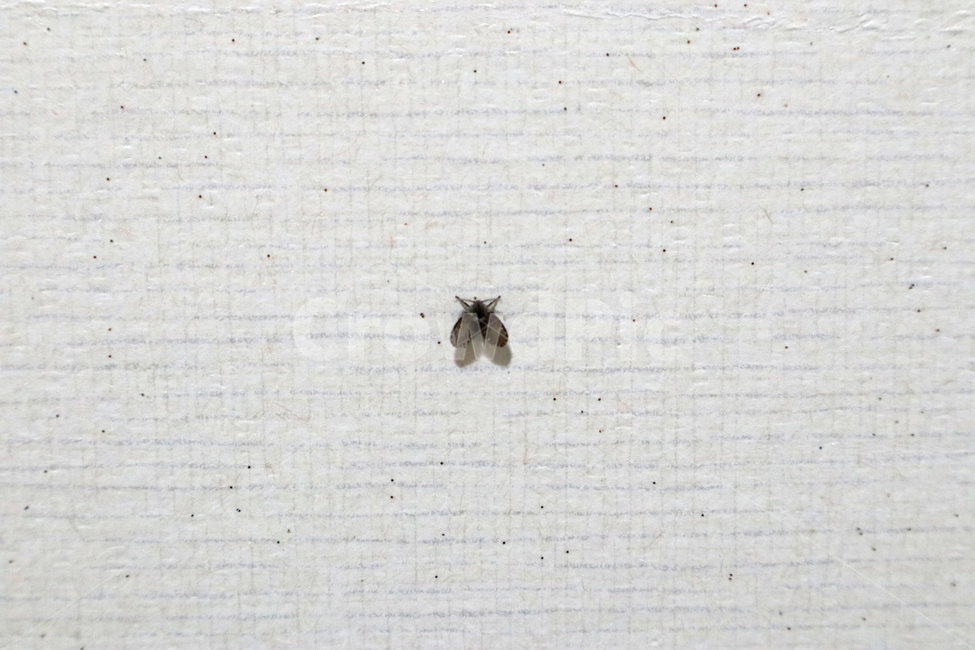 해충,날파리,초파리,박멸,벌레,나방파리