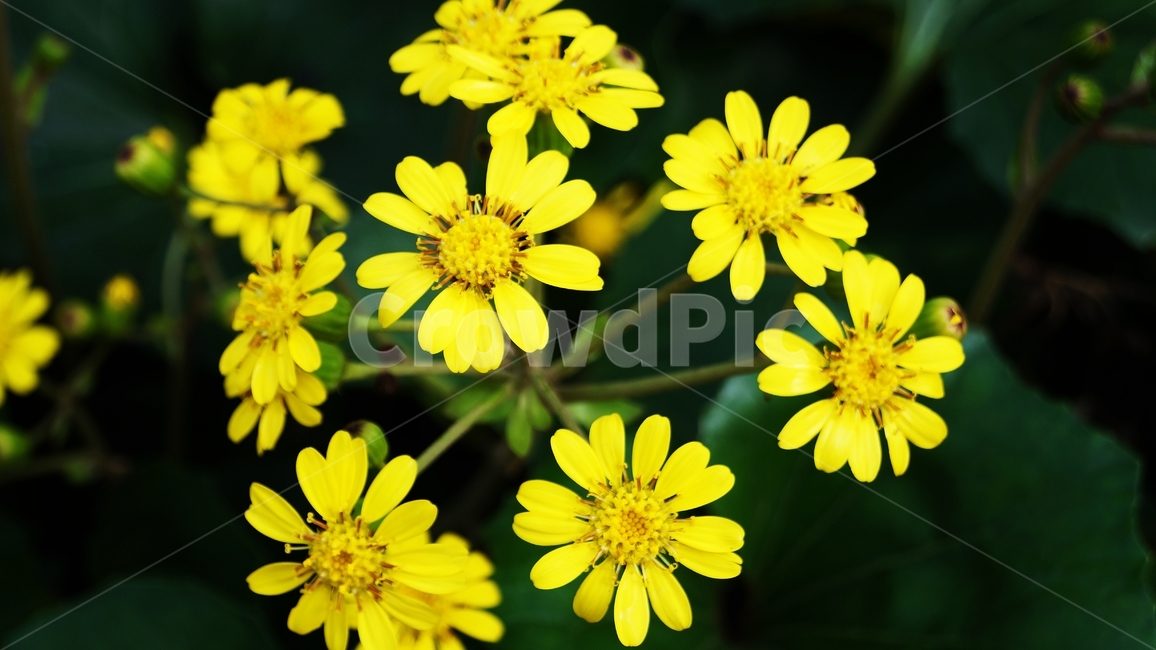 국화,개량국화,꽃축제,꽃길,식물,식물,자연,plants,nature,꽃,flower