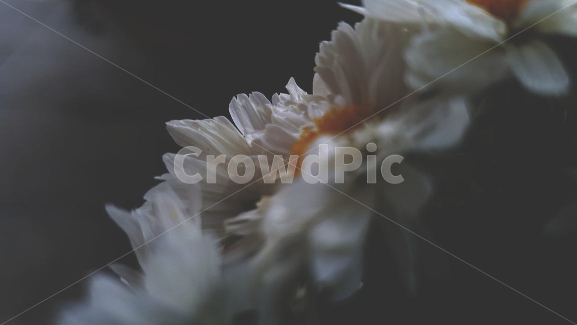 식물,꽃,배경,하얀꽃,하얀색,감성,희망,비,비오는날,흐림,blossom,식물,자연,plants,nature