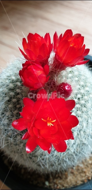 선인장,꽃,화분,flower,식물,자연,빨강