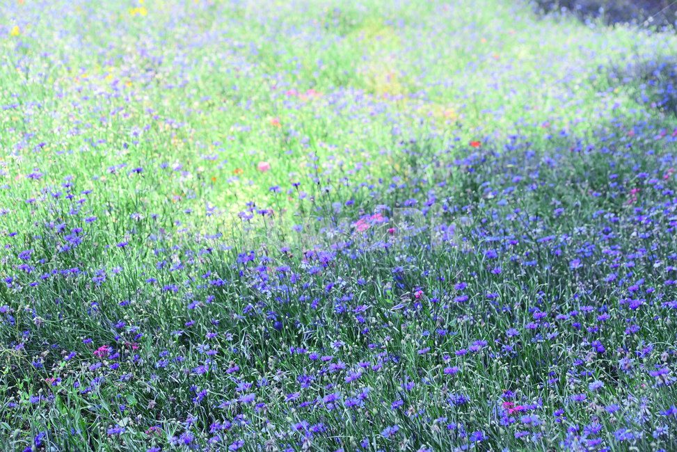 꽃밭,꽃길,전원풍경,시즌,계절,season,flowers,수레국화,금계국,배경,바탕,백그라운드,flowergarden,가느,정원,6월,목가적,풍경,landscape,들꽃,꽃누리,background,힐링,healing