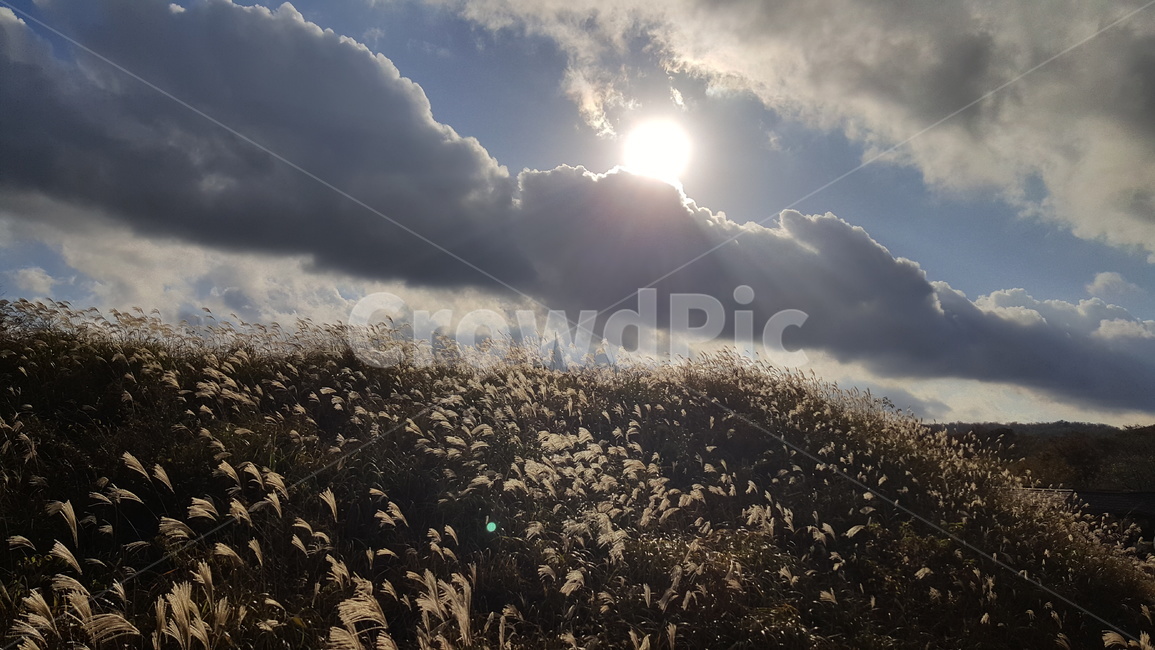 풍경,억새,하늘,구름,제주,가을,계절,fall,autumn,season,자연,풍경,nature,landscape,flare,플레어,light,빛,sunlight,햇빛