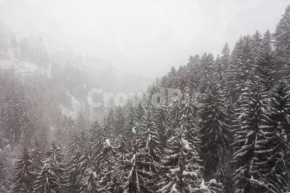 스위스,하늘,겨울,산,눈덮인,눈,숲,겨울,계절,winter,season,자연,풍경,nature,landscape,해외,외국,세계,foreign,oversea,world,세계자연풍경,해외자연풍경,외국자연풍경,world nature landscape,tree,나무,plant,식물