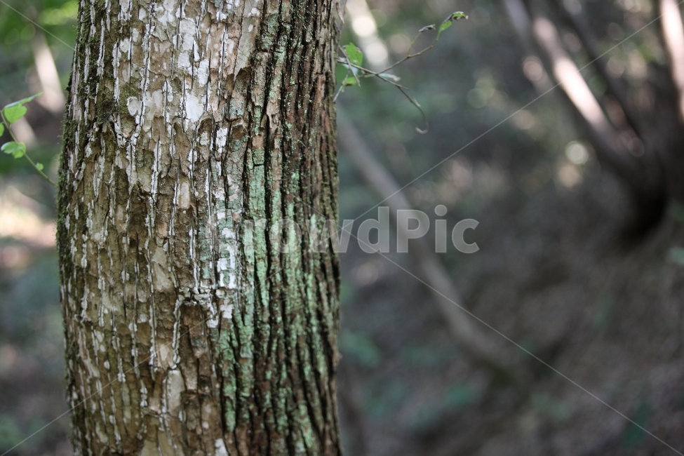 나무,자연,풍경,tree,nature,식물,자연,plants,nature,나무,trees,wood