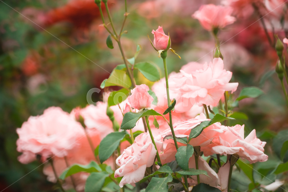 장미,꽃,flower,flowers,rose,꽃밭,자연,식물,nature,plant,plants,꽃잎,장미꽃,식물,자연,plants,nature,꽃,flower