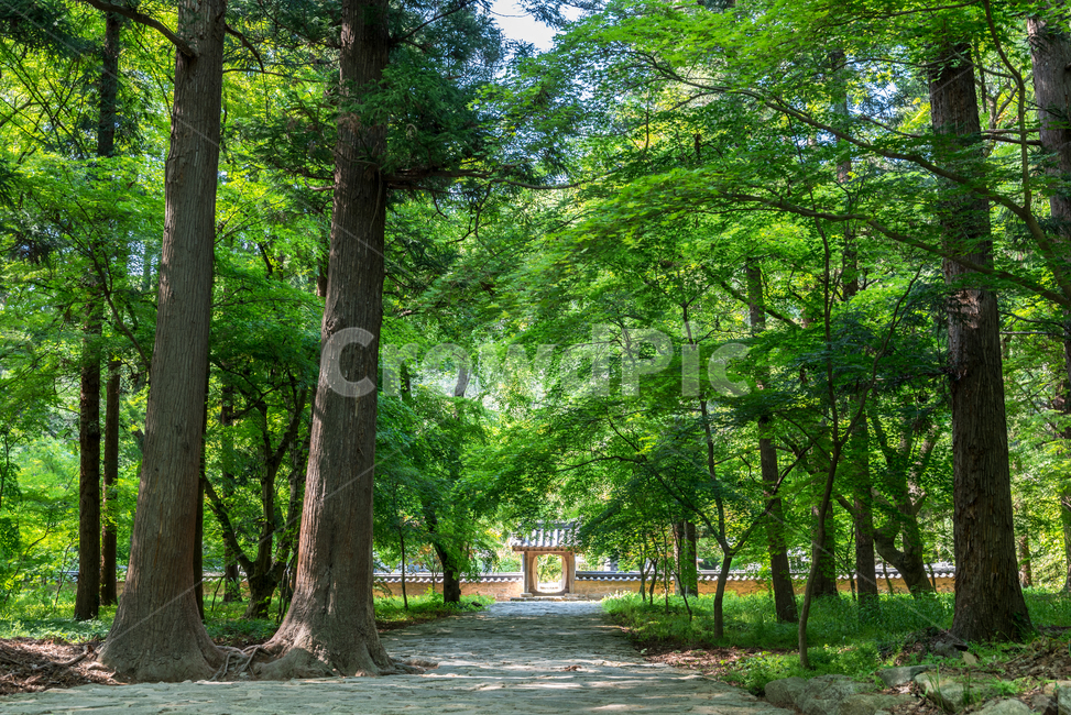 숲,나무,고목,절,선운사,초록,그린,통로,문,게이트