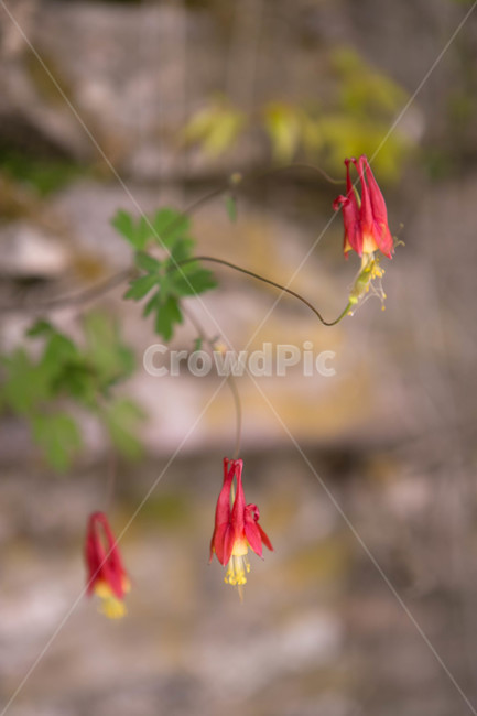 식물,flower,blossom,plant,leaf,tree,나무,단풍,야외,클로즈업,물방울,잎,꽃