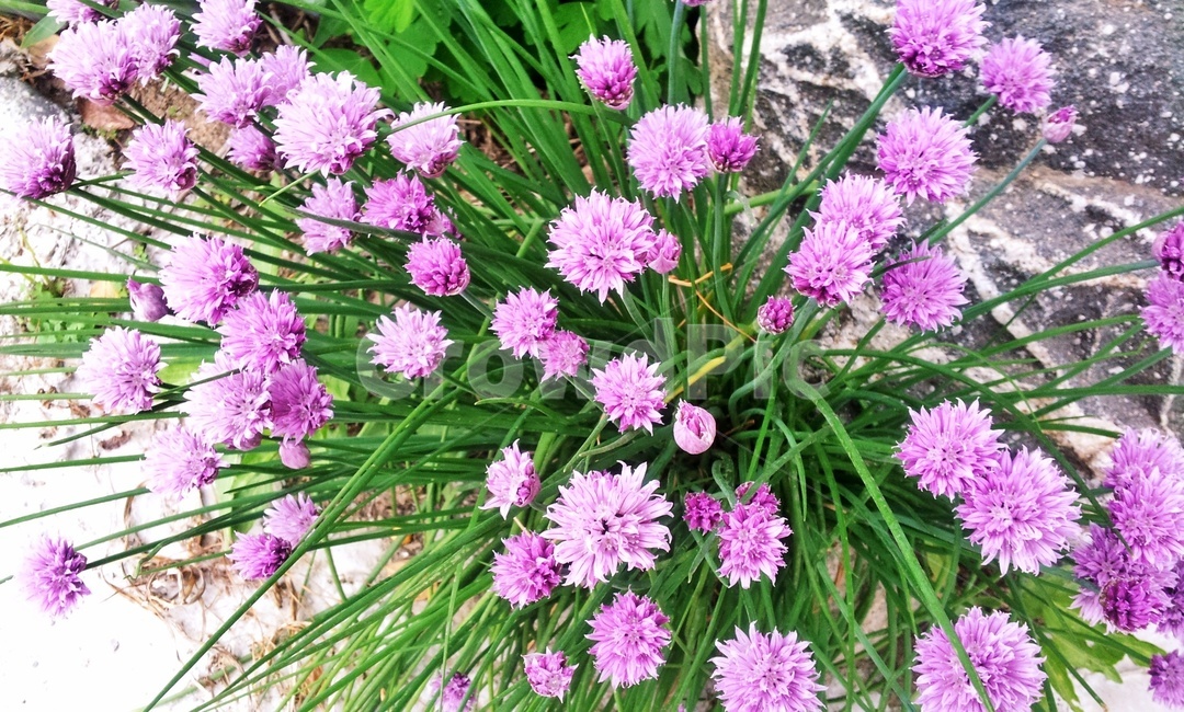 수레국화,꽃,식물,들꽃,flower,blossom,plant,보라색,보라색꽃,식물,자연,plants,nature,꽃,flower