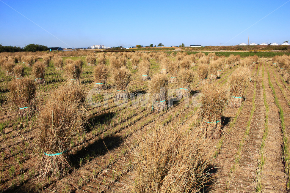 추수,벼,논,농촌들녘,농촌풍경,벼농사,농업,농사,agriculture,farming,farming industry