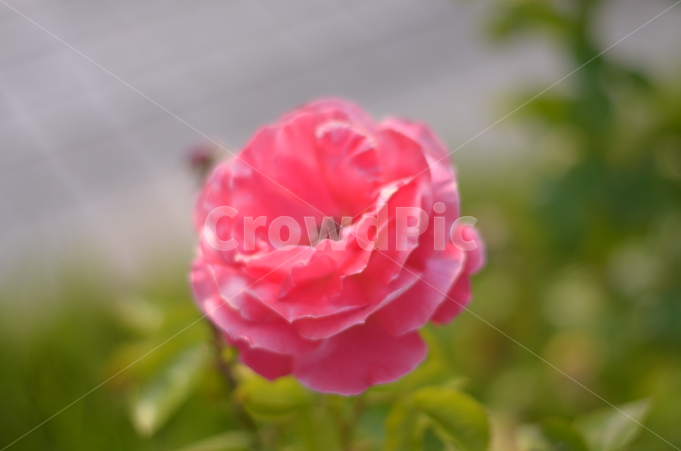꽃,식물,핑크,장미,분홍,자연,색상,색감,nature,flower,감성,색체,color,spring,봄,계절,감성사진,배경,배경화면,사랑,예쁜,아름다운,힐링,식물,자연,plants,nature,꽃,flower